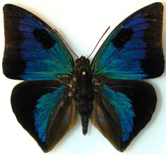 Anaeomorpha splendida aberration male (Internet Image property of respective owner, non-commercial use only)
